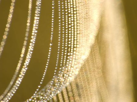 Cobwebs can be woven on grasses, flowers, trees and bushの写真素材