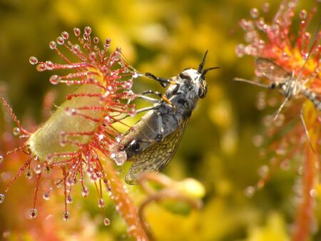 Sundew (Drosera rotundifolia) lives on swamps and it fishes insects sticky leavesの写真素材