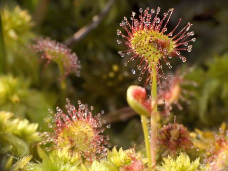 Sundew (Drosera rotundifolia) lives on swamps and it fishes insects sticky leavesの写真素材