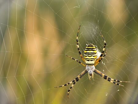 All spiders are hunters, they eat onto different insectsの写真素材