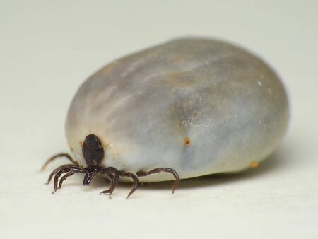 Nature. Transfer of diseases. Full fill her up tick (Ixodes ricinus) blood.の写真素材