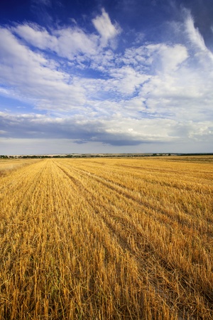 Agriculture. Stubble field after cutting grain, with beautiful clouds, just before sunset.の写真素材