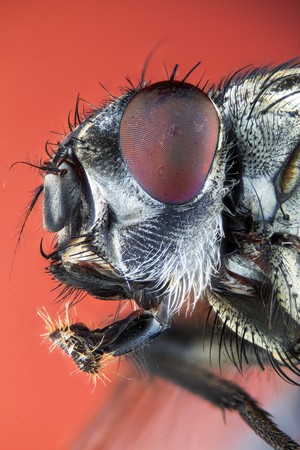 Extreme larger head housefly, side viewの写真素材