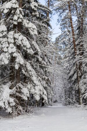Winter road in the forest on a sunny dayの写真素材