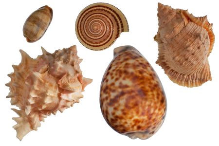 Seashells set