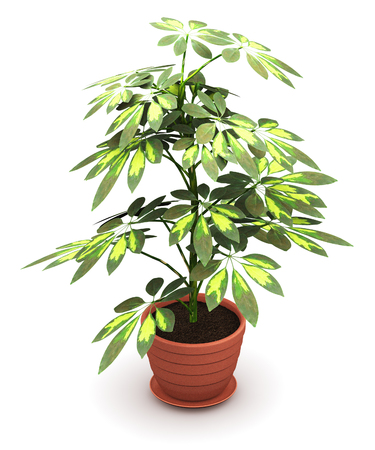 3D render illustration of green Schefflera Arboricola plant in domestic brown ceramic flower pot isolated on white backgroundの写真素材
