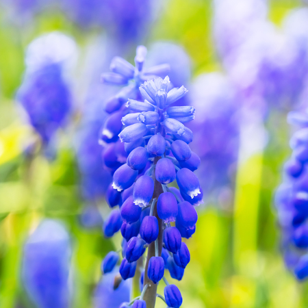 Macro view of blue and purple Muscari or Mouse or Grape Hyacinth flowers with selective focus effectの写真素材