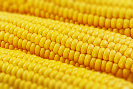 Macro view of fresh yellow sweet corn or maizeの写真素材