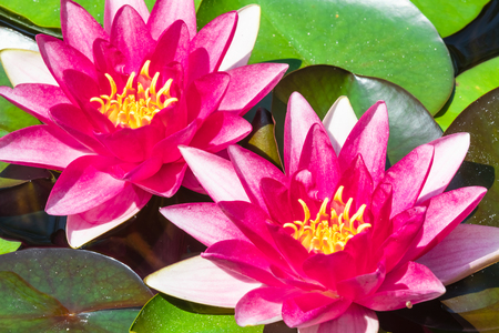 Macro view of beautiful one red water lily flower floating on water surface with green leavesの写真素材