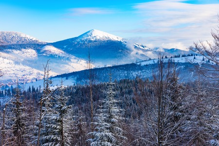 Scenic winter panorama of Carpathian Mountains with snowy peaks, extreme terrain slopes and pine tree wood forest in Ukraineの写真素材