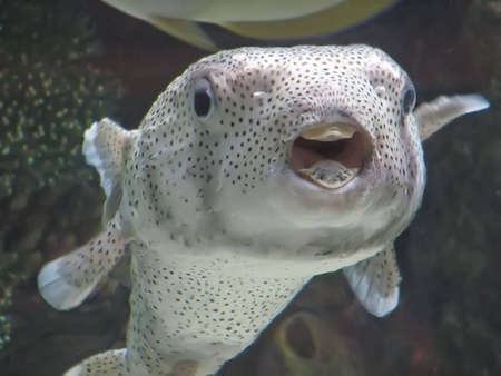 A curious puffer fish watching you.の写真素材