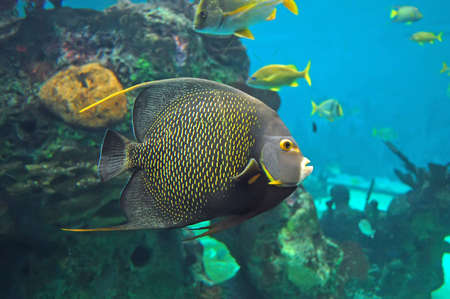 Colorful angelfish in an aquarium.