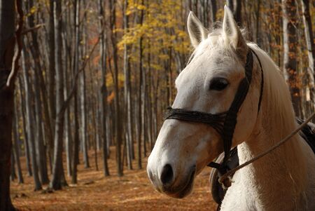 White horseの写真素材