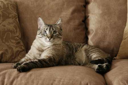 Resting on the furnitureの写真素材