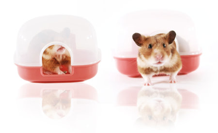 Pet hamster playing in Houseの写真素材