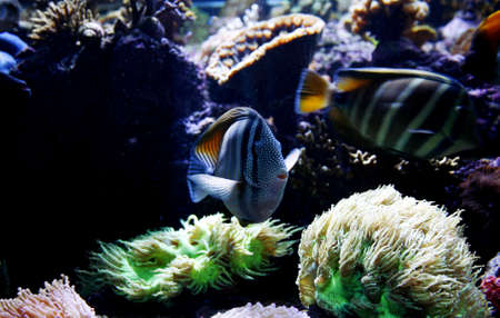 Fish Aquarium