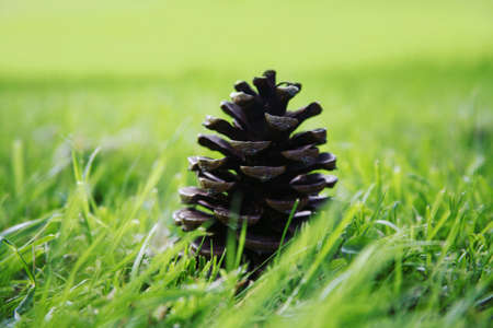 Pinecone sitting in the grass