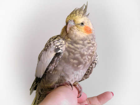 Cockatiel perched on a hand looking to the sideの写真素材