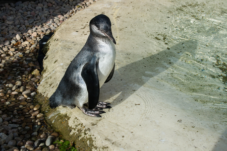 Penguin (Humboldt), ZLS London Zooの写真素材