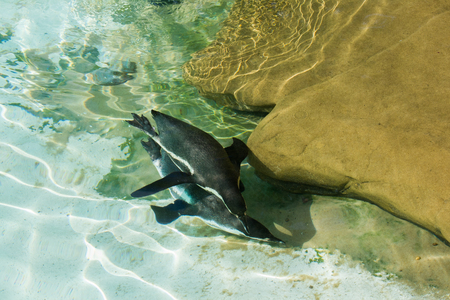 Penguin (Humboldt), ZLS London Zooの写真素材