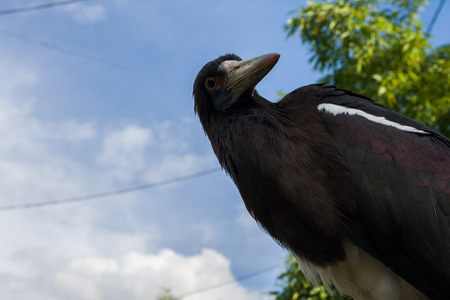 Abdim's stork, ZLS London Zooの写真素材