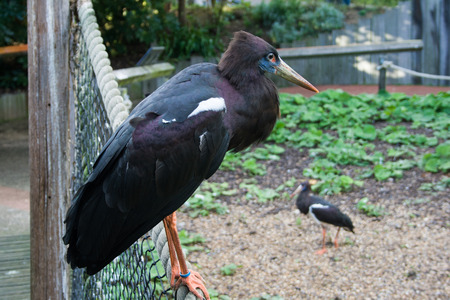 Abdim's stork, ZLS London Zooの写真素材