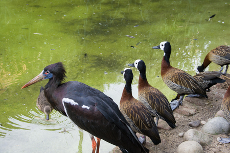 Abdim's stork and other birds, ZLS London Zooの写真素材
