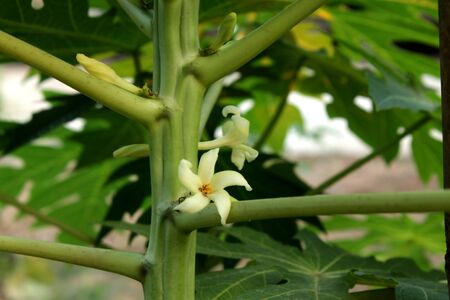 papaya tree with flowersの写真素材