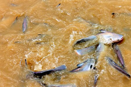 Pangasius fishの写真素材
