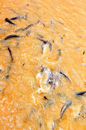 Pangasius fishの写真素材