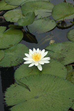 White lotusの写真素材