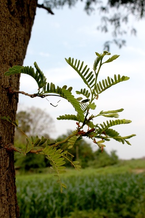 Dry branch with leaf budsの写真素材