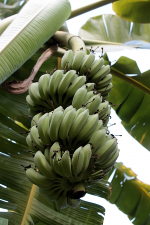 Green Unripe Bananas in Thailandの写真素材