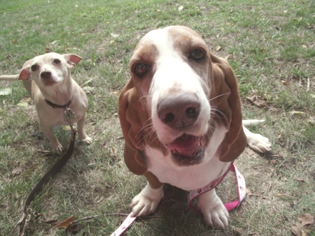 Dogs name, Rush and Cupcakeの写真素材