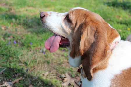 Basset Hound on a Warm Dayの写真素材
