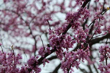 Bee on a Redbud Treeの写真素材