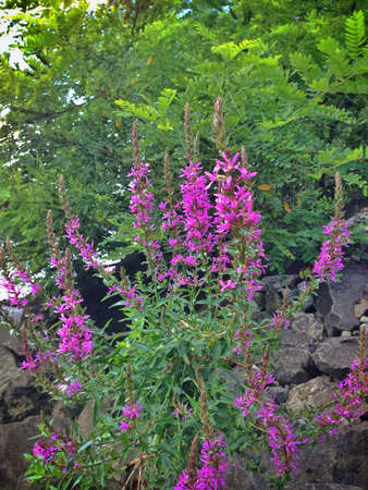 Some purple flowersの素材
