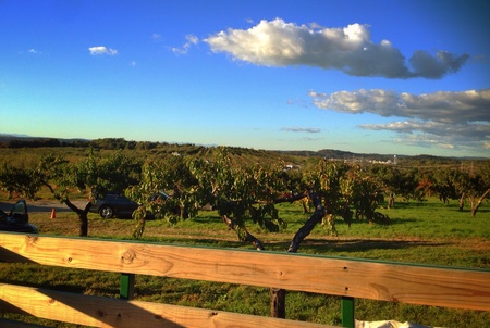 Apple orchardの素材