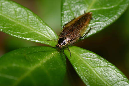 Cockroach (Ectobius lapponicus)の写真素材