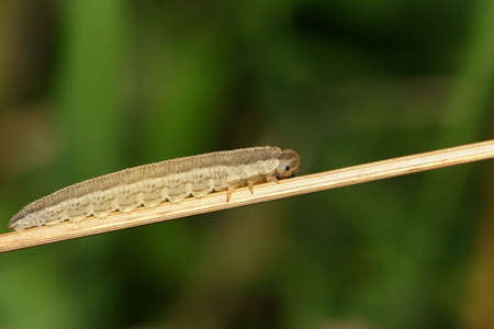 leaf wasp larva
