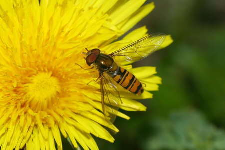 hoverfly - Episyrphus balteatus