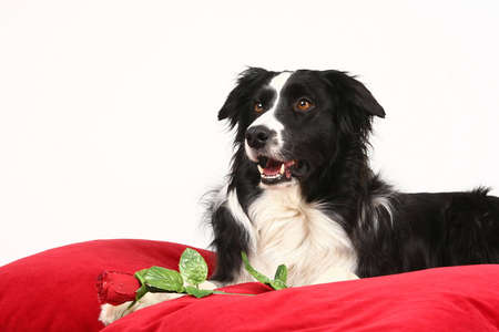 border collieの写真素材