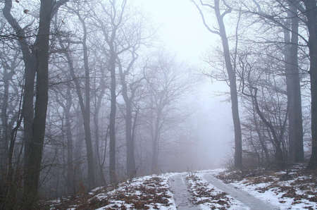 foggy forestの写真素材