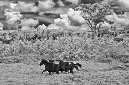 Horse runningの写真素材