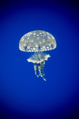 Jellyfishの写真素材
