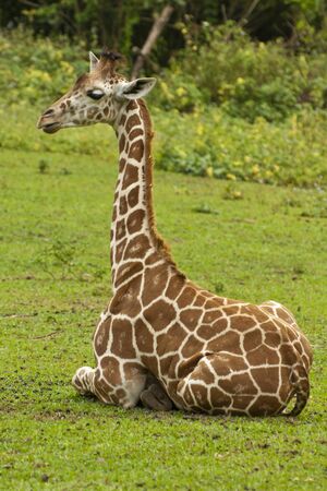 Resting giraffeの写真素材
