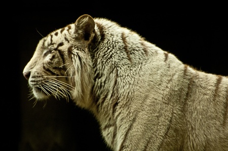 White tiger black backgroundの写真素材