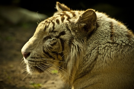 White Tiger side viewの写真素材