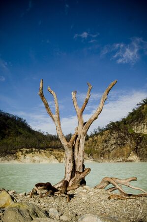 dead treeの写真素材