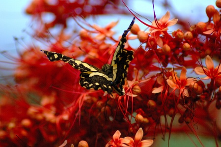 Flying butterflyの写真素材